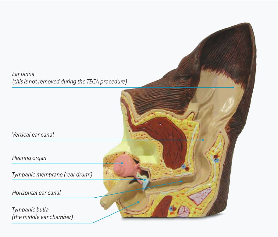 total-ear-canal-ablation-surgery-diagram