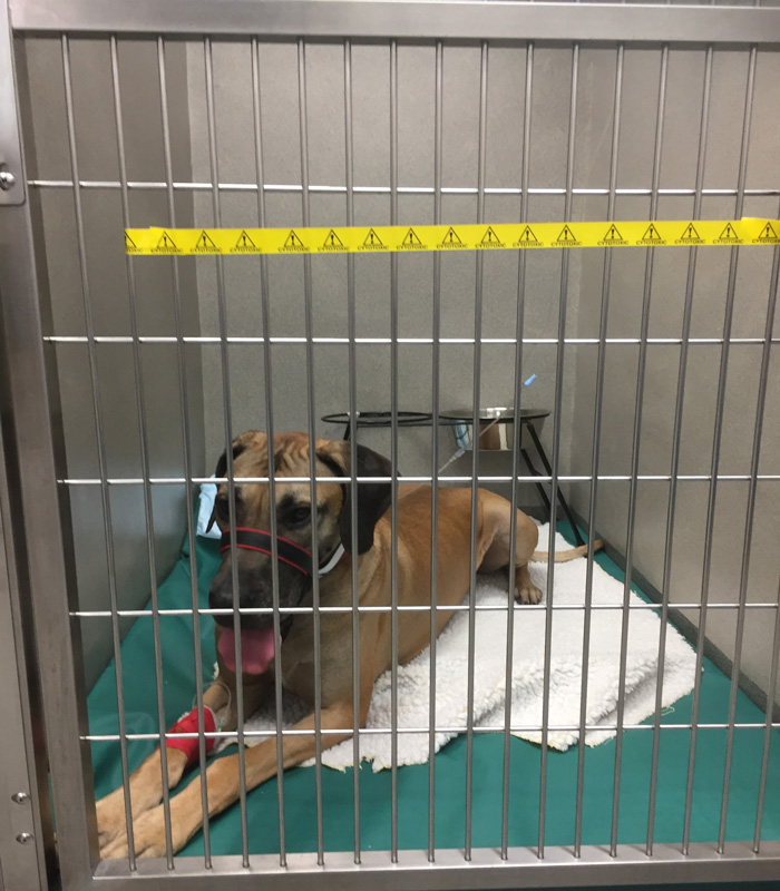 A first for Willows Oncology Specialist with new Canine Lymphoma treatment