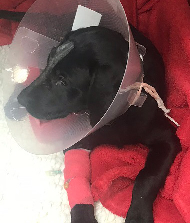 Poor Nigel the Labrador puppy!