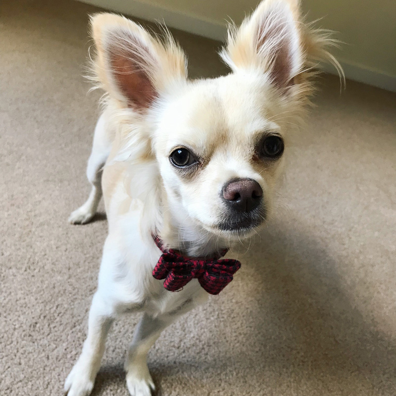 Presley feeling like a King again!