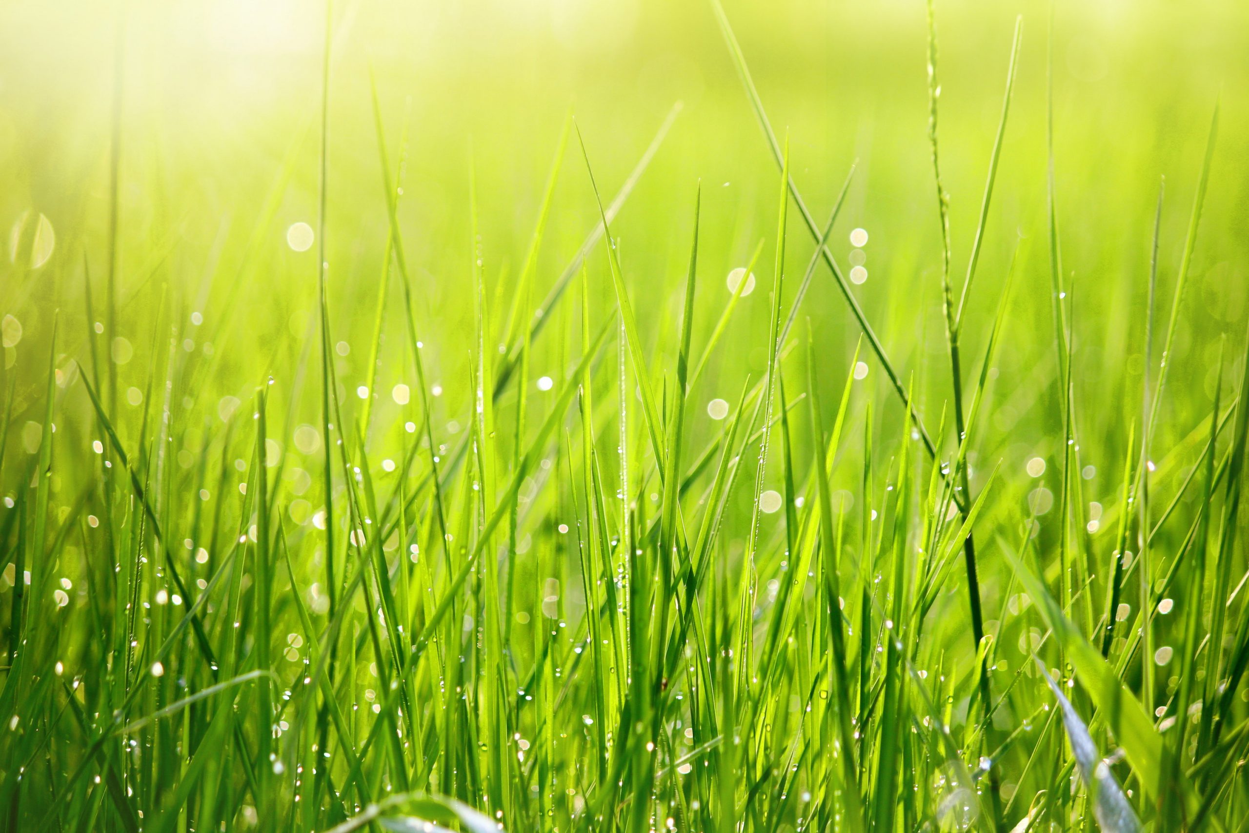 Grass Seed Season