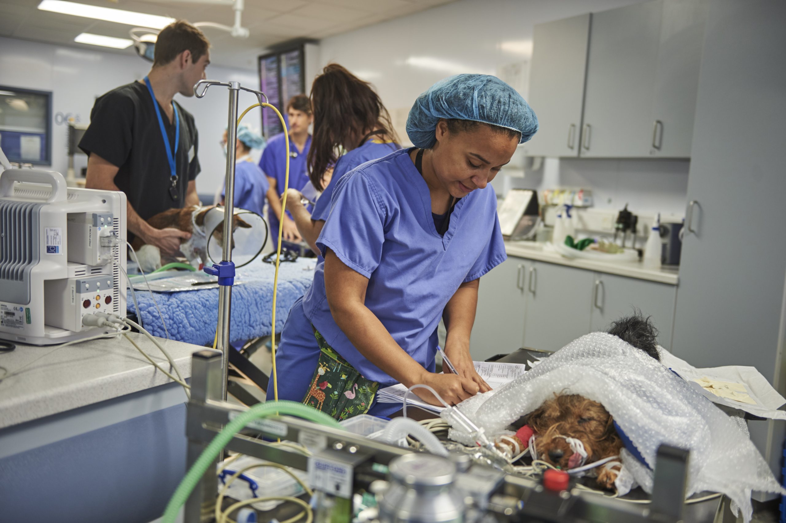 Willows Launches World-First Vet Nurse Training Programme