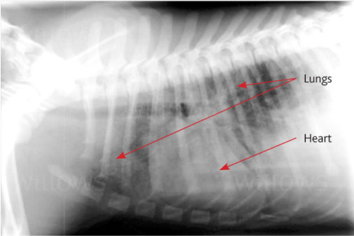 lungworm-in-dogs-xray-1