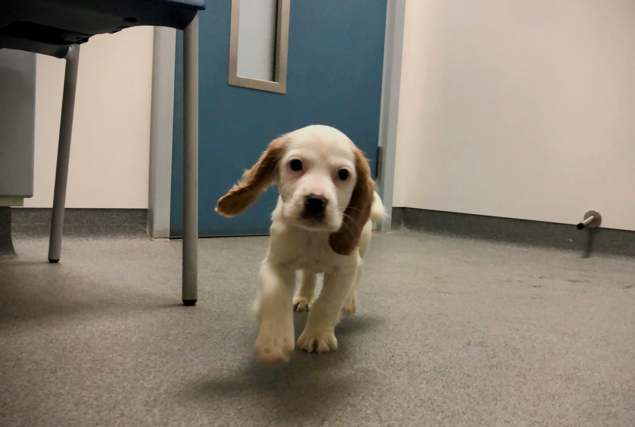 Plucky Puppy Maverick is Top Gun After Life Saving Surgery