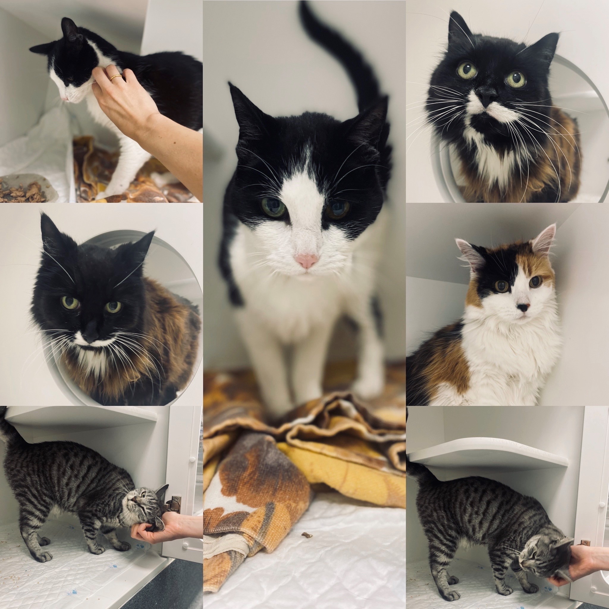 Feline Fabulous – Meet Willows RAI Residents