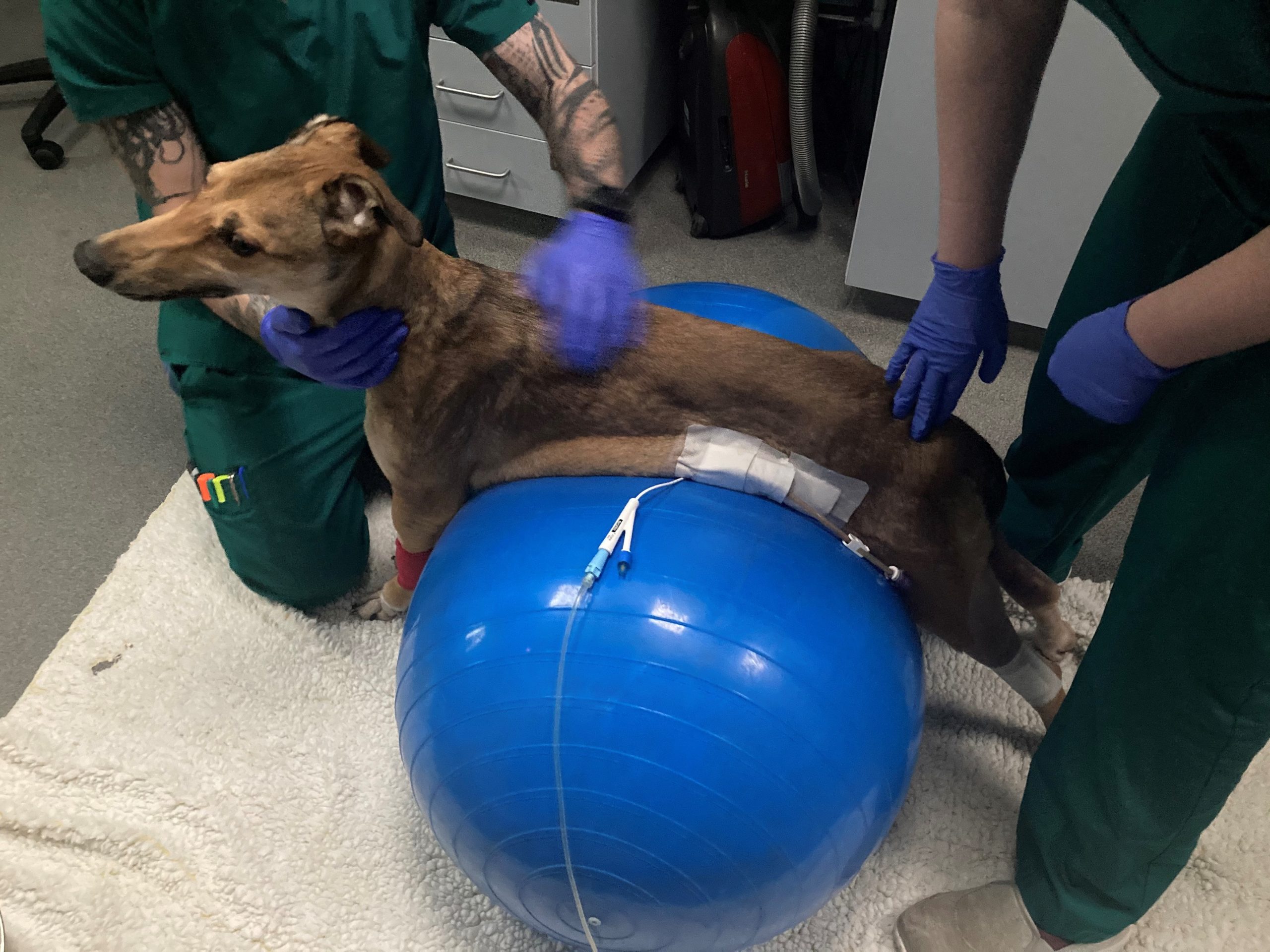 WILLOWS TEAM SAVE LIFE OF DOG STRUCK DOWN BY POTENTIALLY FATAL TETANUS