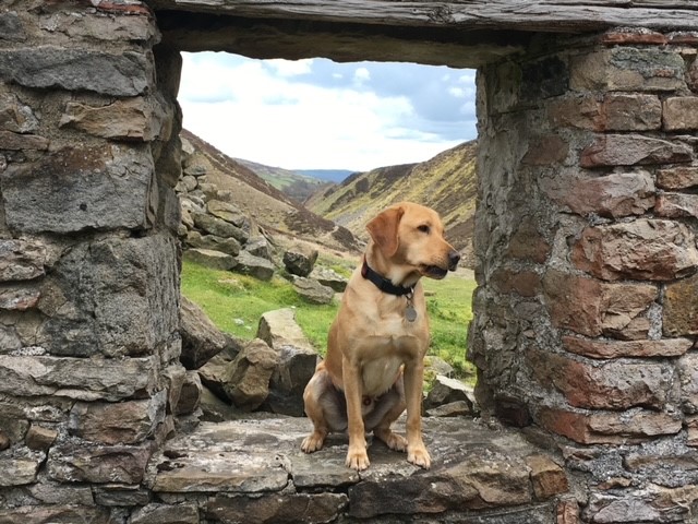 Ben, a golden labrador, sitting on a stone wall. In the background are hills.