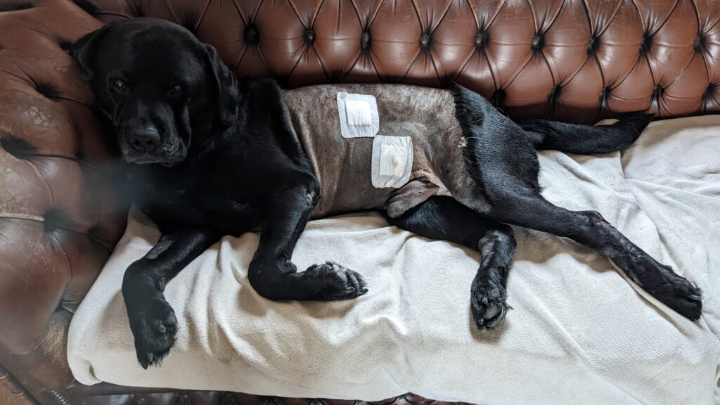 Oreo, a black labrador, resting on a sofa at home. His side is shaved and he has dressings over the site of his surgery.