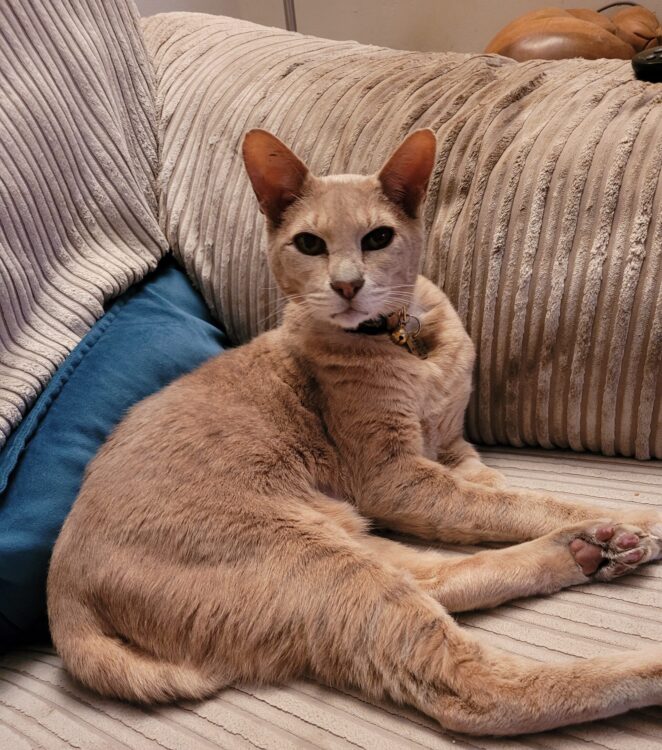 An image of Simba, a short-haired sand-coloured cat, sitting on a corduroy sofa
