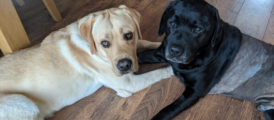 An Image of two labradors, one yellow (left) and one black (right), lying on a wooden floor looking up at the camera.