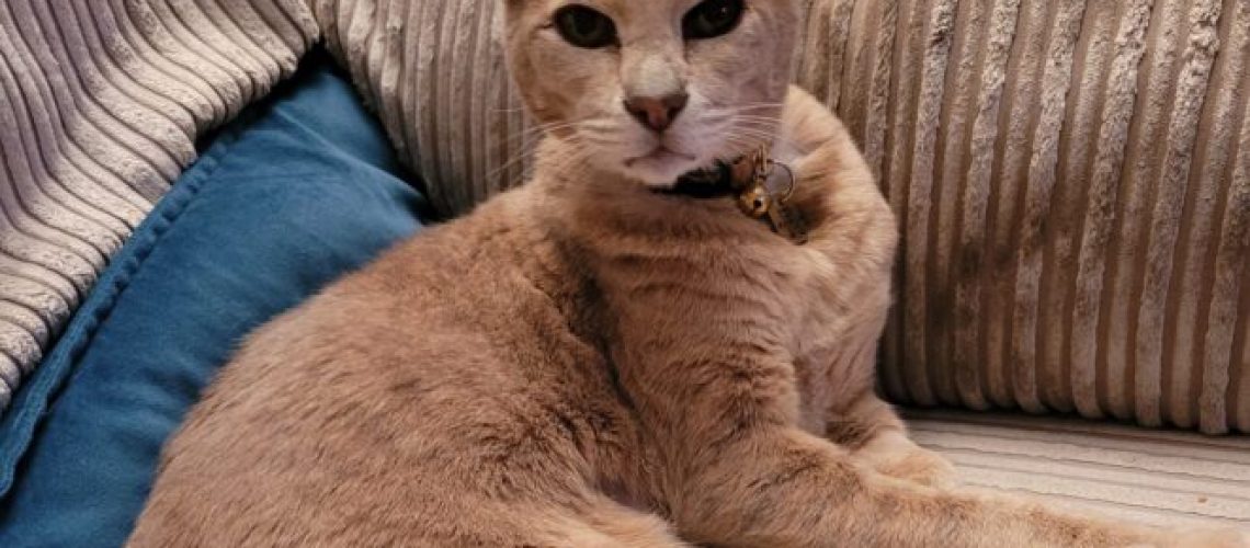 An image of Simba, a short-haired sand-coloured cat, sitting on a corduroy sofa