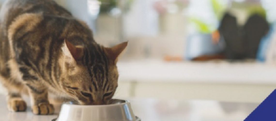 Cat feeding from bowl