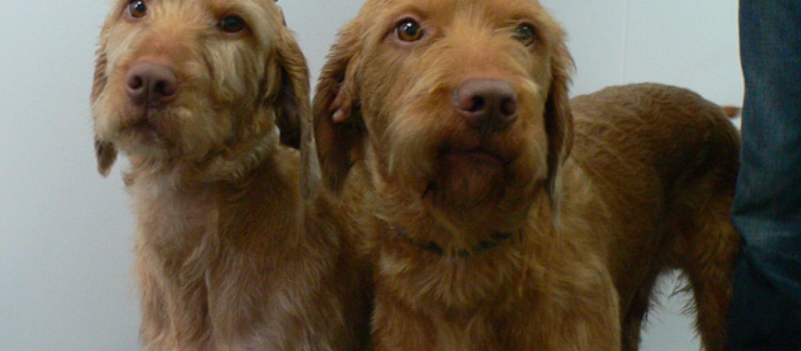 dave-and-skud-hungarian-vizslas