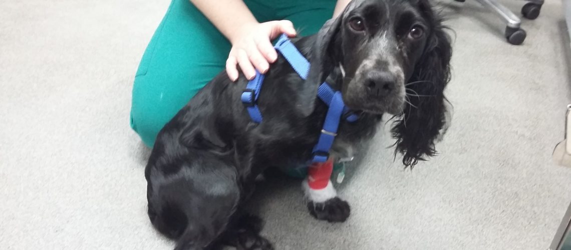 Harley-the-young-cocker-spaniel