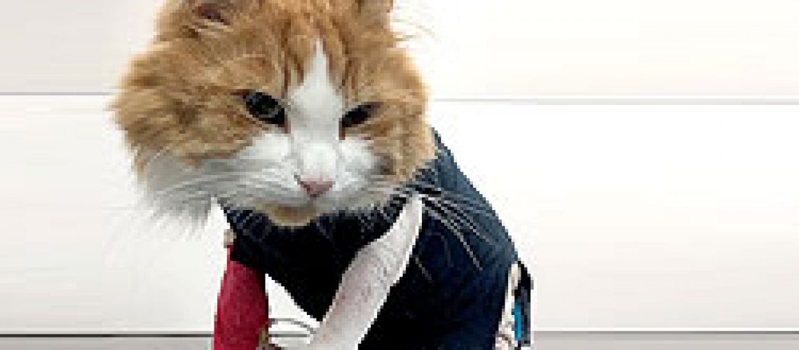 jaffas-bad-hair-day-jaffa-the-cat