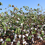 PORTUGAL Cotton Cultivation